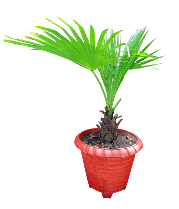 Coconut plant with pot - free photo - Graphics Pic