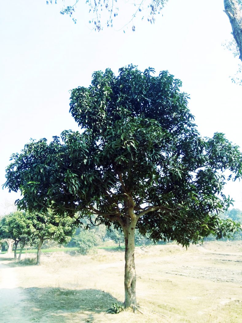 Mango fruit tree in rural area - Free photo - Graphics Pic